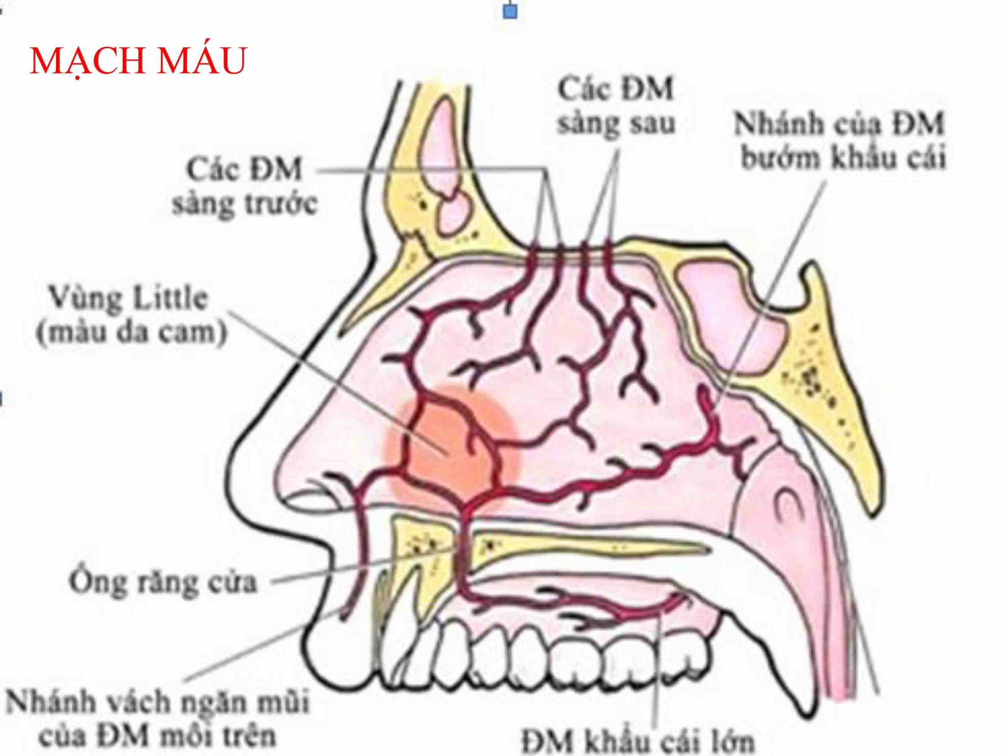 t-i-li-u-gi-i-ph-u-h-h-h-p-t-i-li-u-y-khoa